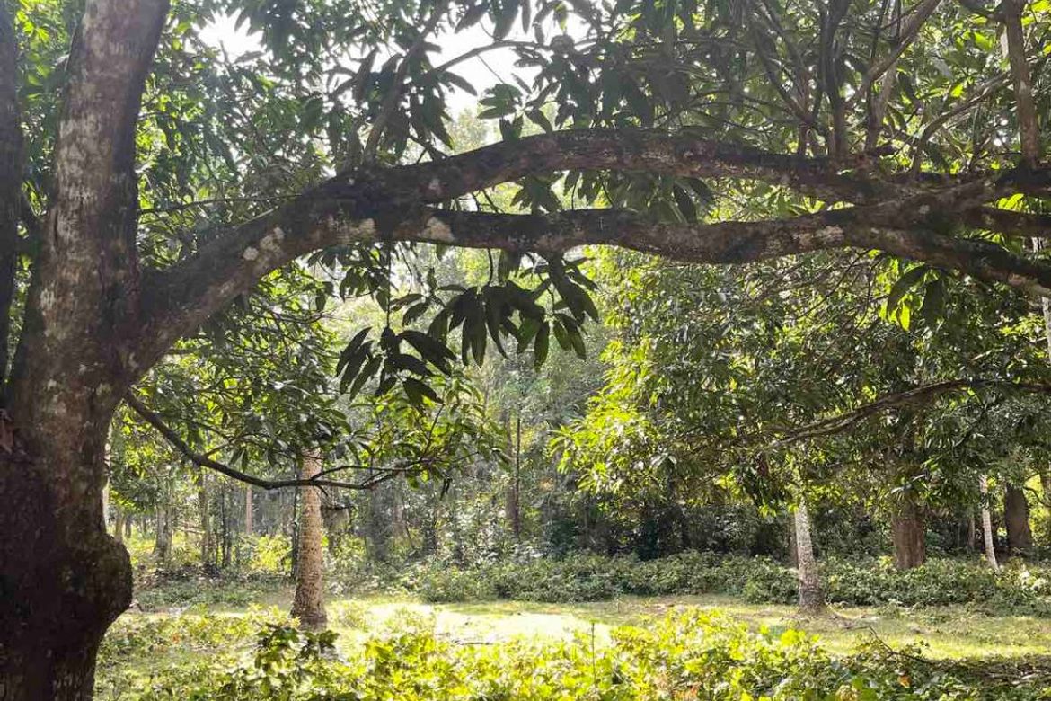 Land for Sale in Banaba Cerca, Indang, Cavite – photo 2