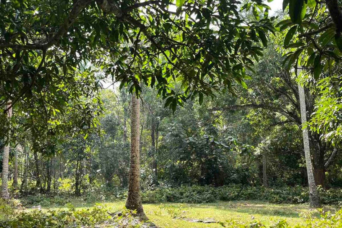Land for Sale in Banaba Cerca, Indang, Cavite – photo 4
