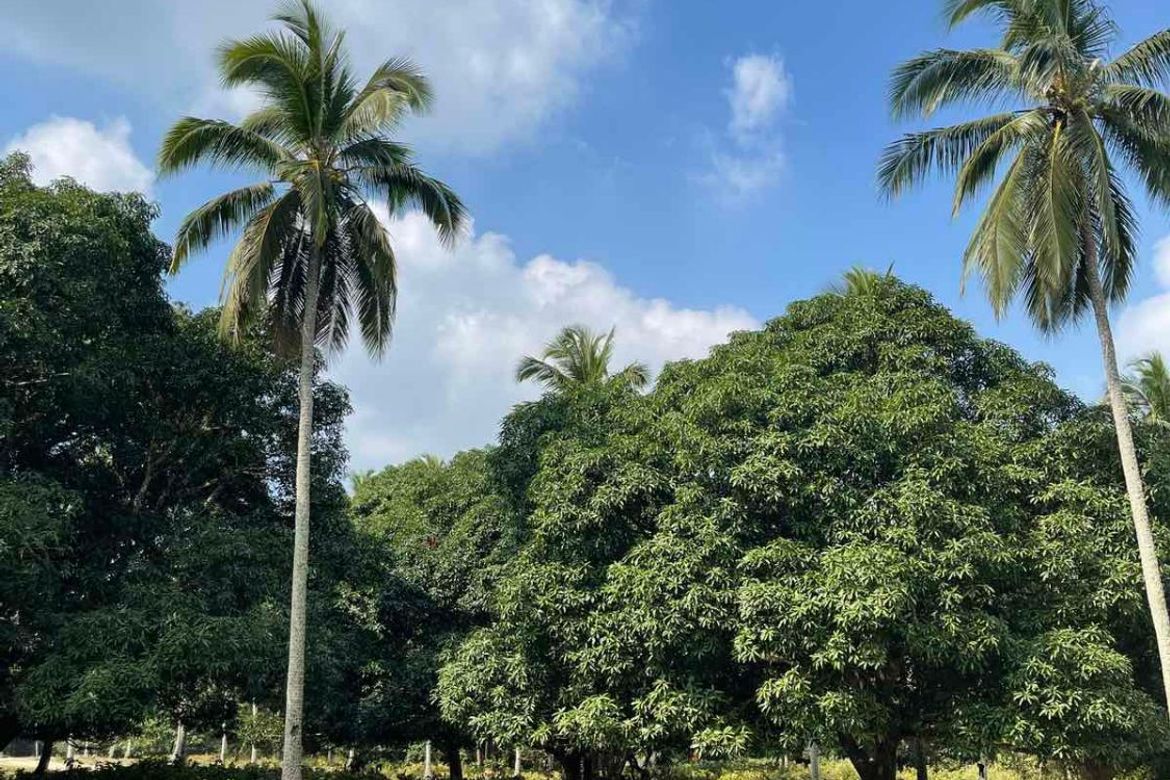 Land for Sale in Banaba Cerca, Indang, Cavite – photo 5