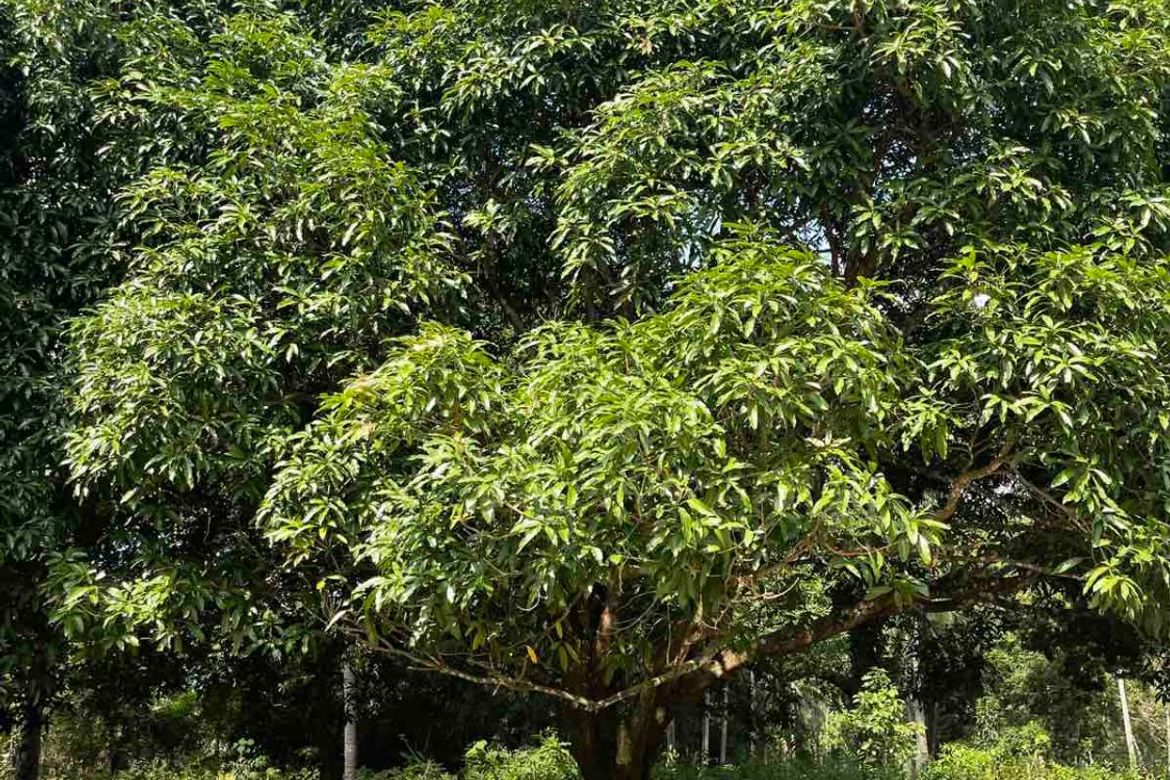 Land for Sale in Banaba Cerca, Indang, Cavite – photo 7