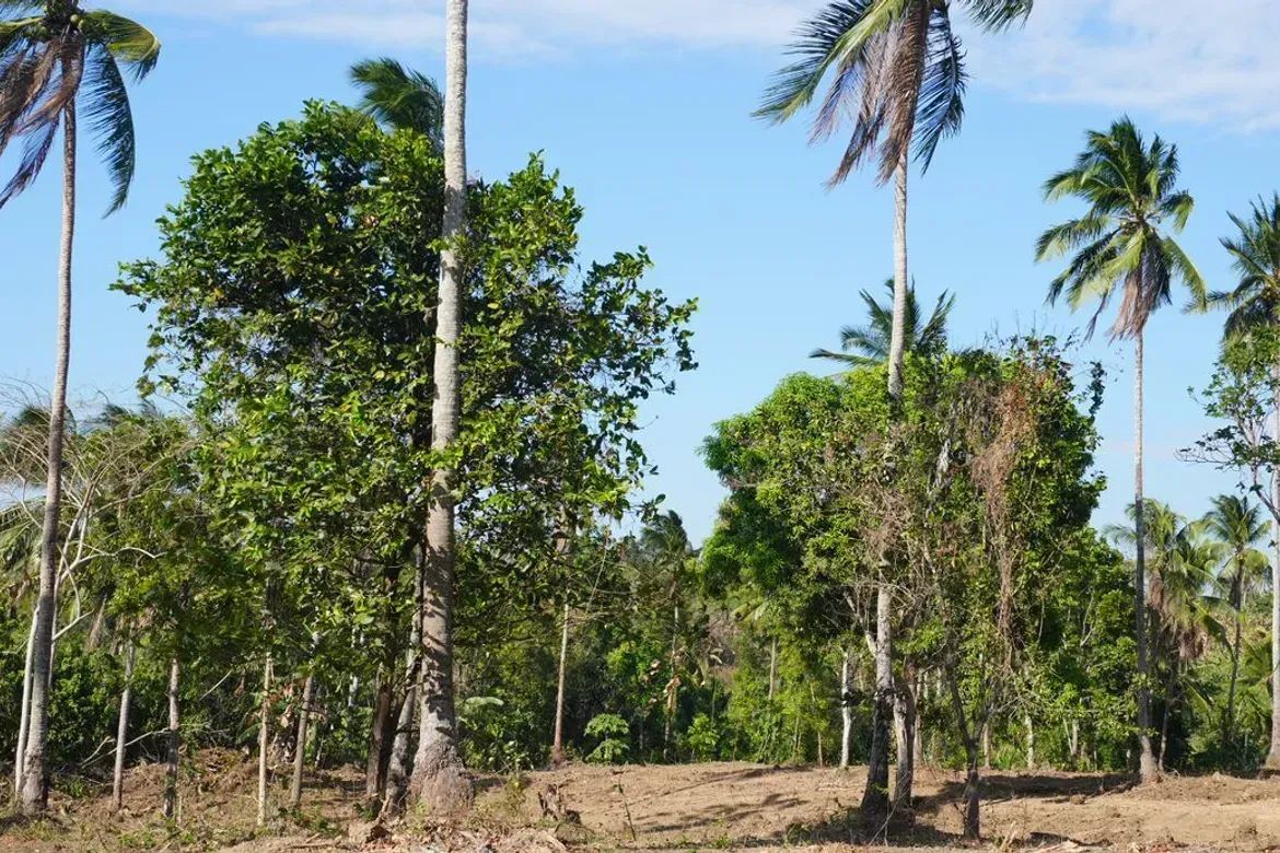 Land for Sale in Banaba Cerca, Indang, Cavite – photo 5