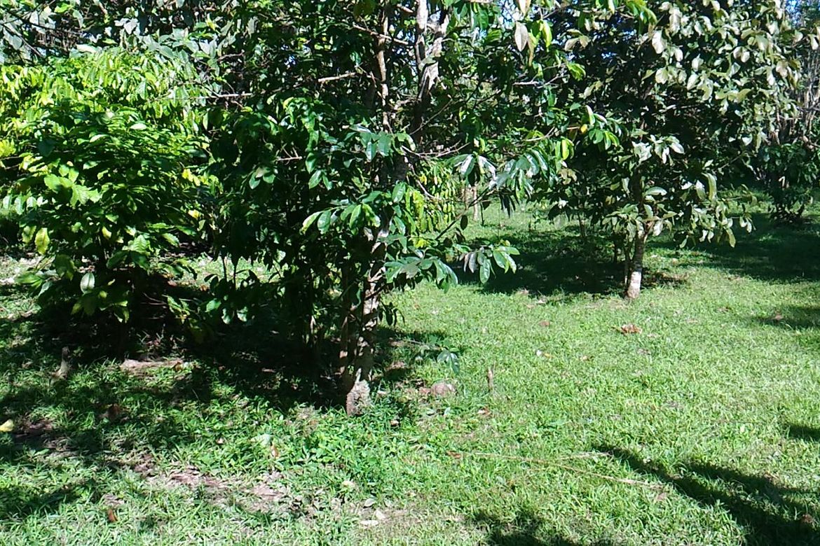 Land for Sale in Banaybanay, Amadeo, Cavite