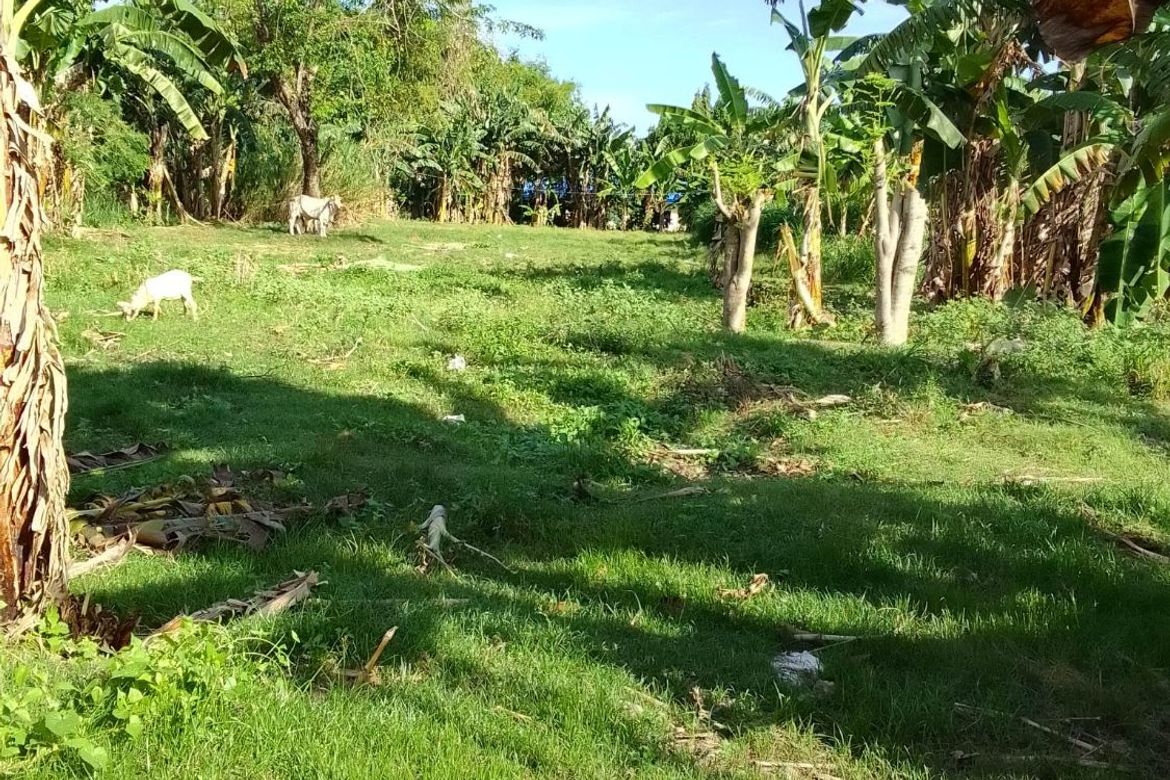 Land for Sale in Banilad, Bacong, Negros Oriental – photo 2