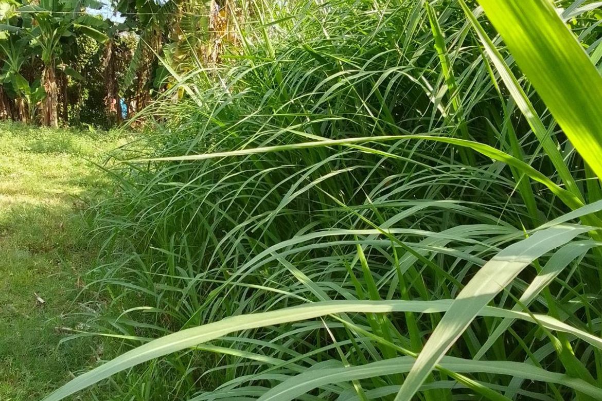 Land for Sale in Banilad, Bacong, Negros Oriental – photo 4