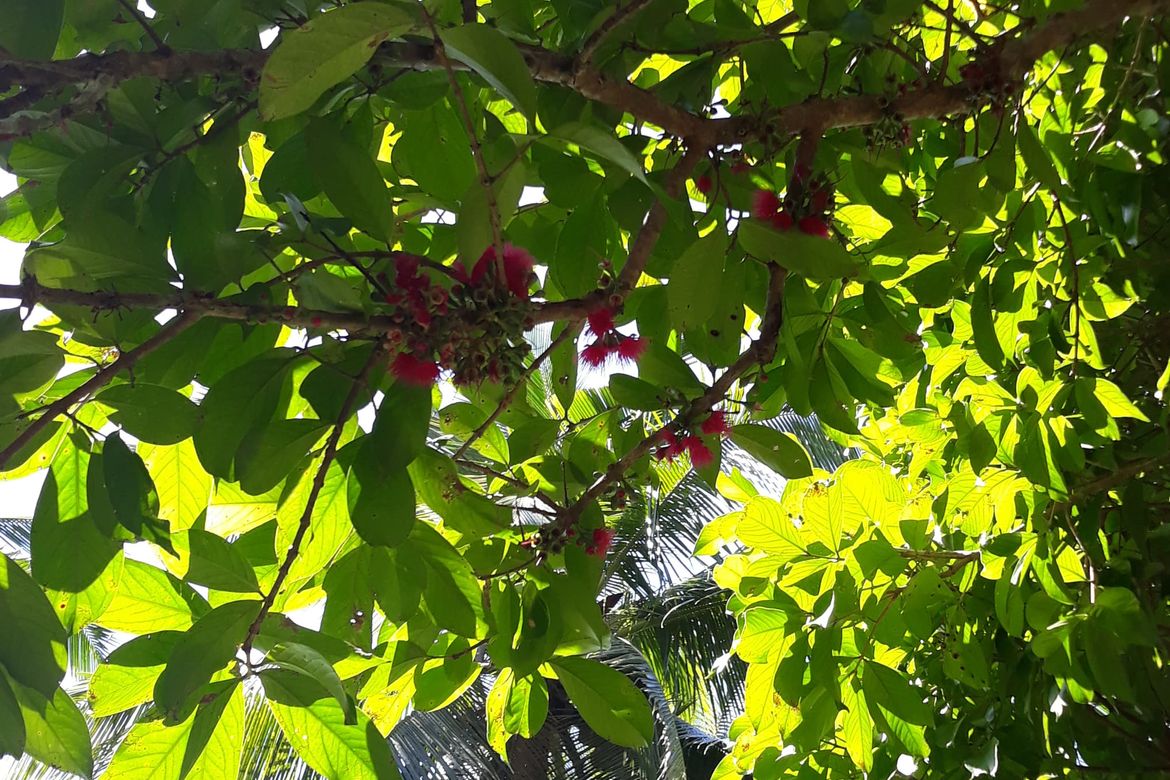 Land for Sale in Banlot, Sibonga, Cebu – photo 2