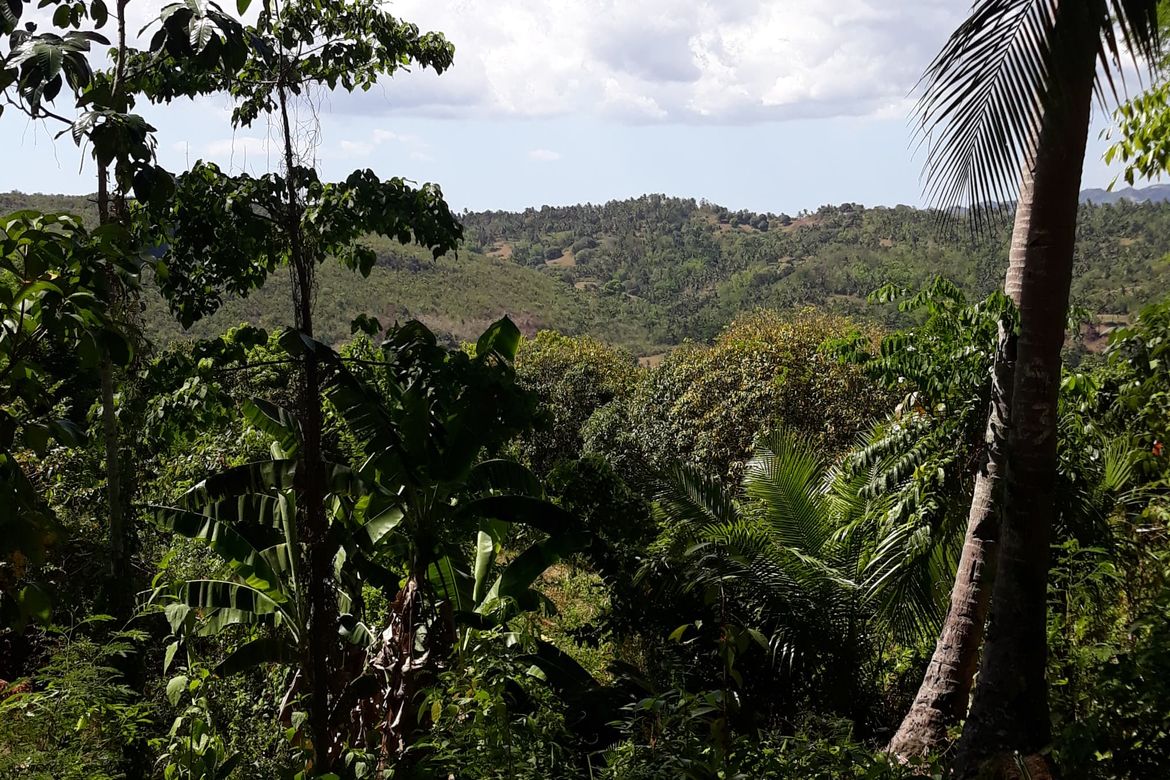 Land for Sale in Banlot, Sibonga, Cebu – photo 3