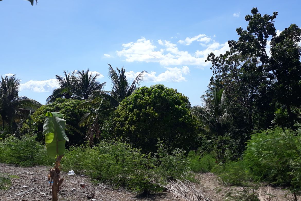 Land for Sale in Banlot, Sibonga, Cebu – photo 4