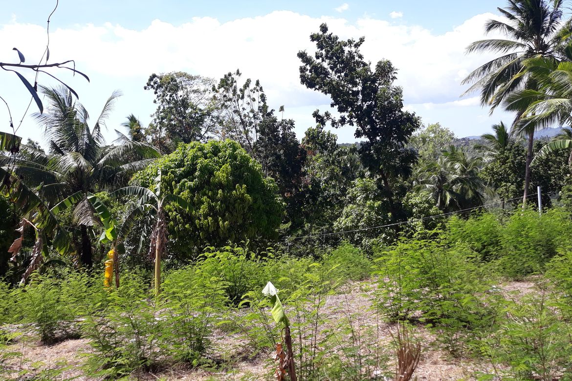 Land for Sale in Banlot, Sibonga, Cebu – photo 5