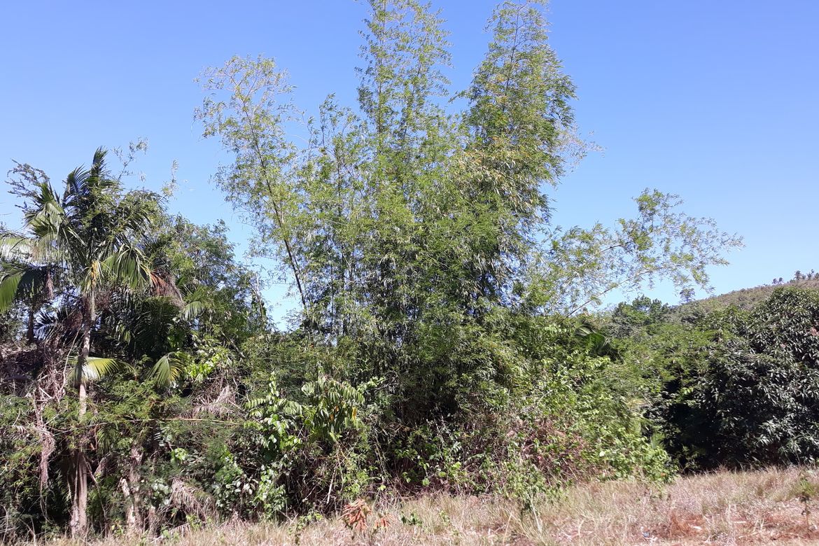 Land for Sale in Banlot, Sibonga, Cebu – photo 6