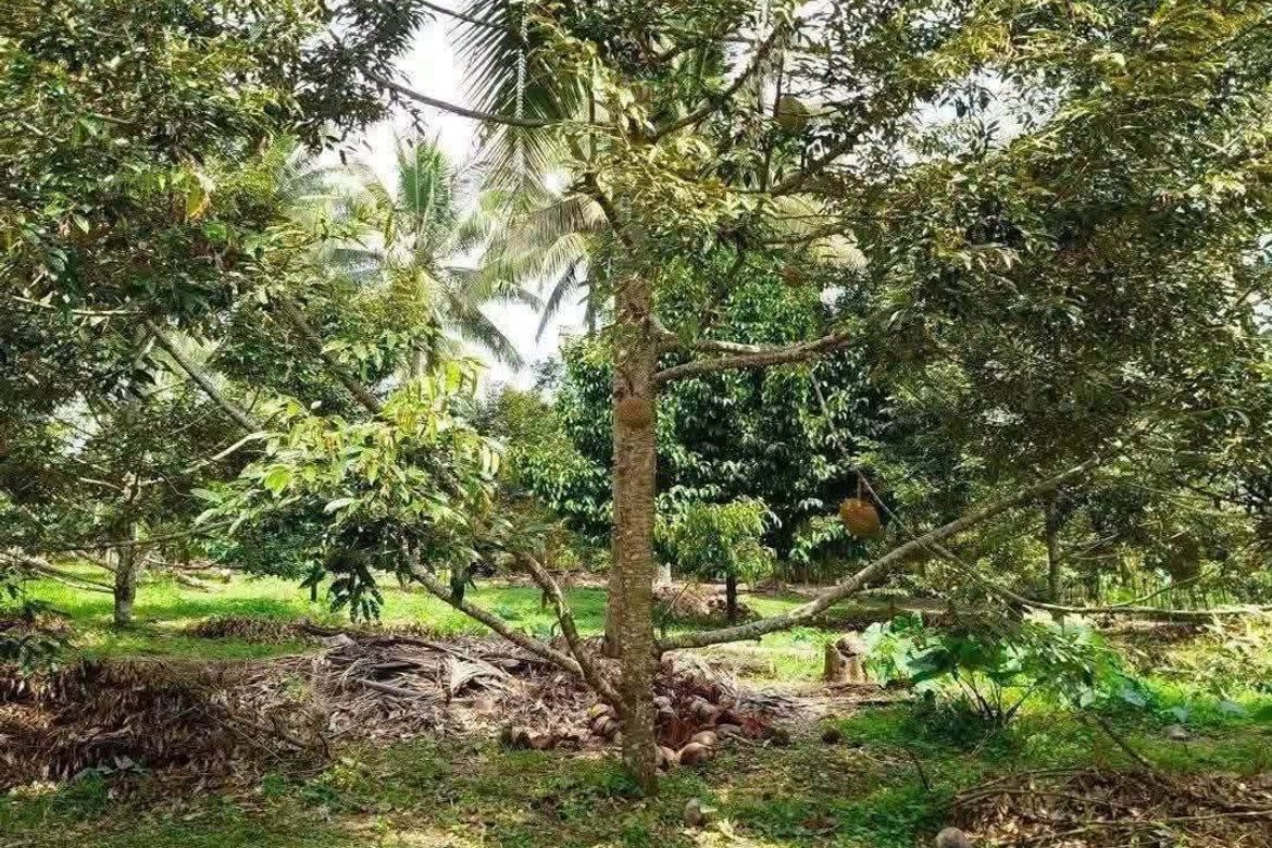 Land for Sale in Baracatan, Davao City, Davao del Sur – photo 2