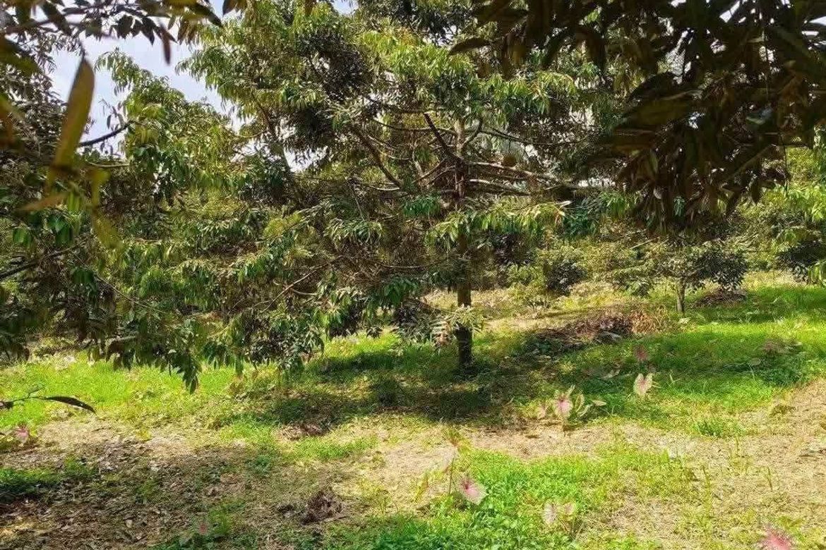 Land for Sale in Baracatan, Davao City, Davao del Sur – photo 3