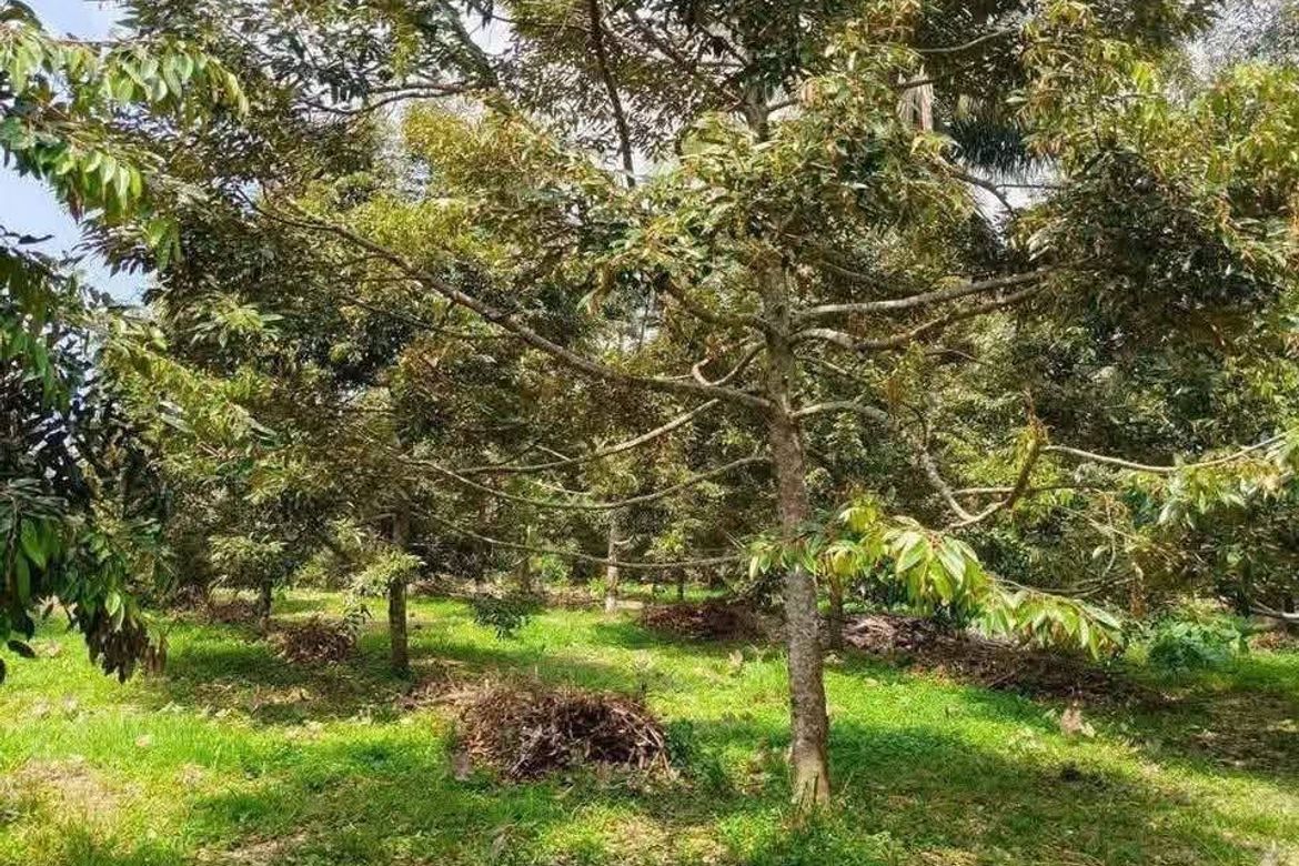 Land for Sale in Baracatan, Davao City, Davao del Sur – photo 4
