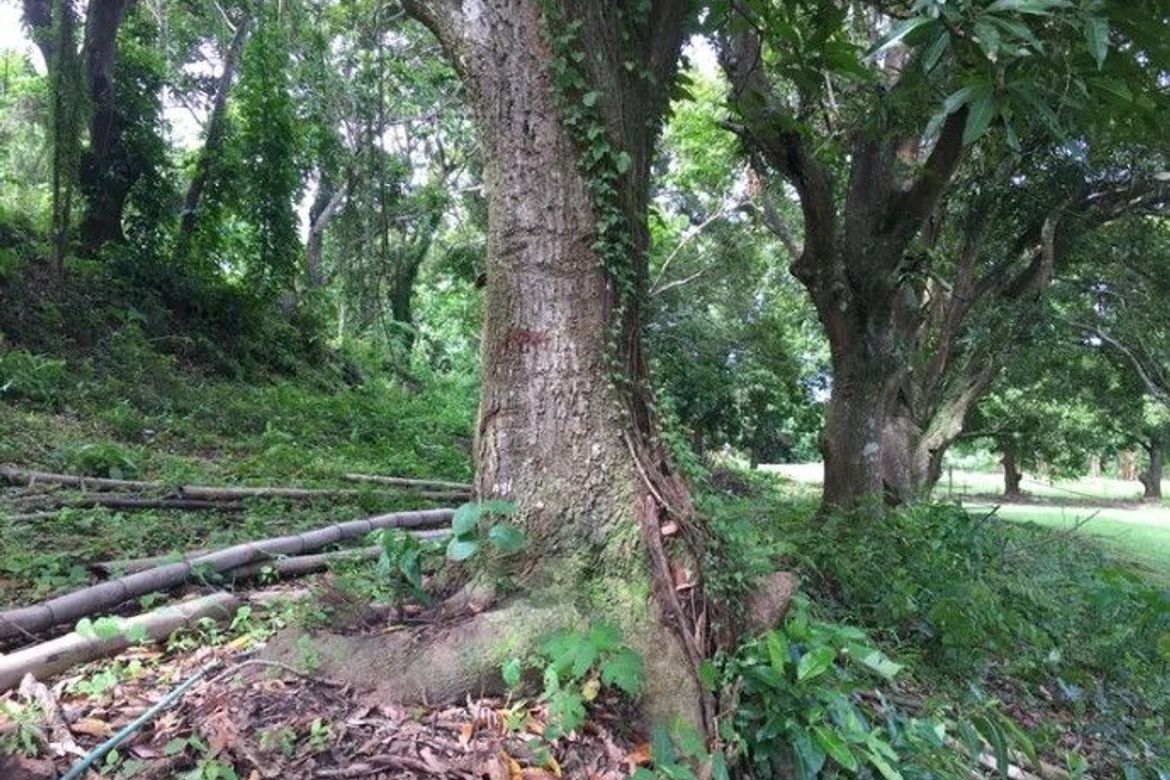 Land for Sale in Barangay 16, Batangas City, Batangas – photo 8