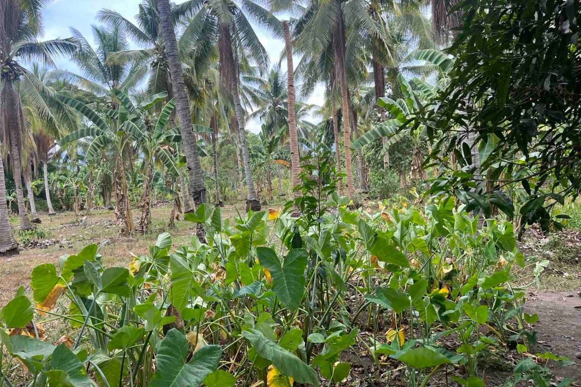 Land for Sale in Barangay 26, Gingoog, Misamis Oriental – photo 8