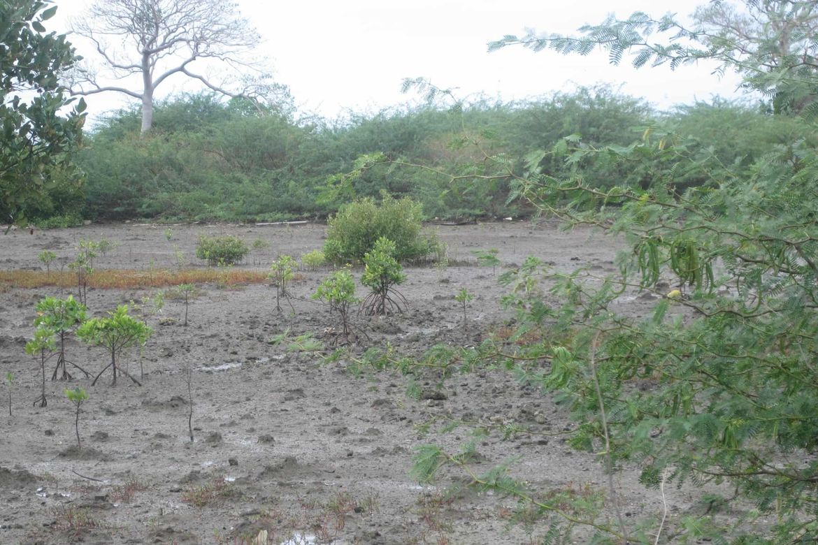 Land for Sale in Barangay 3, Calatagan, Batangas – photo 3