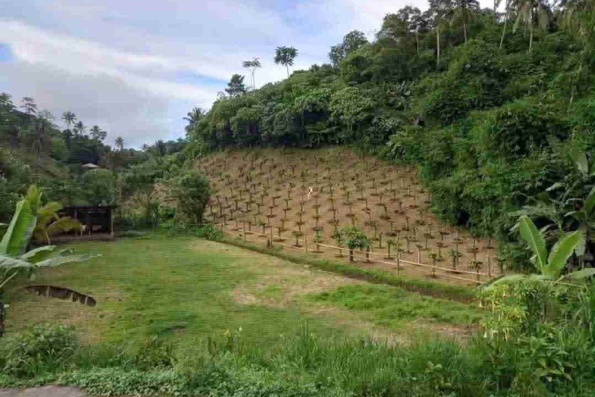 Land for Sale in Barangay 8, Lucban, Quezon – photo 5