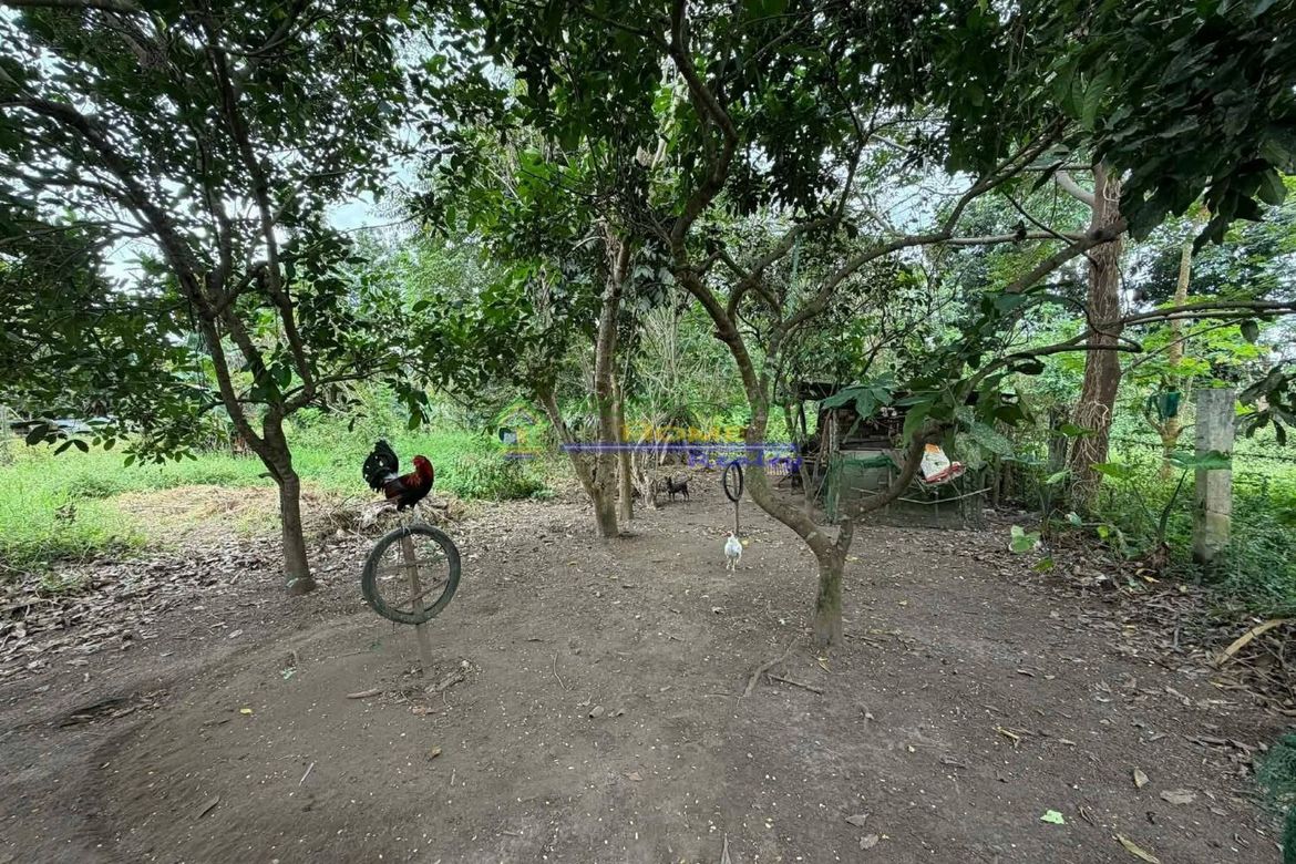 Land for Sale in Barangay I, Tiaong, Quezon – photo 4