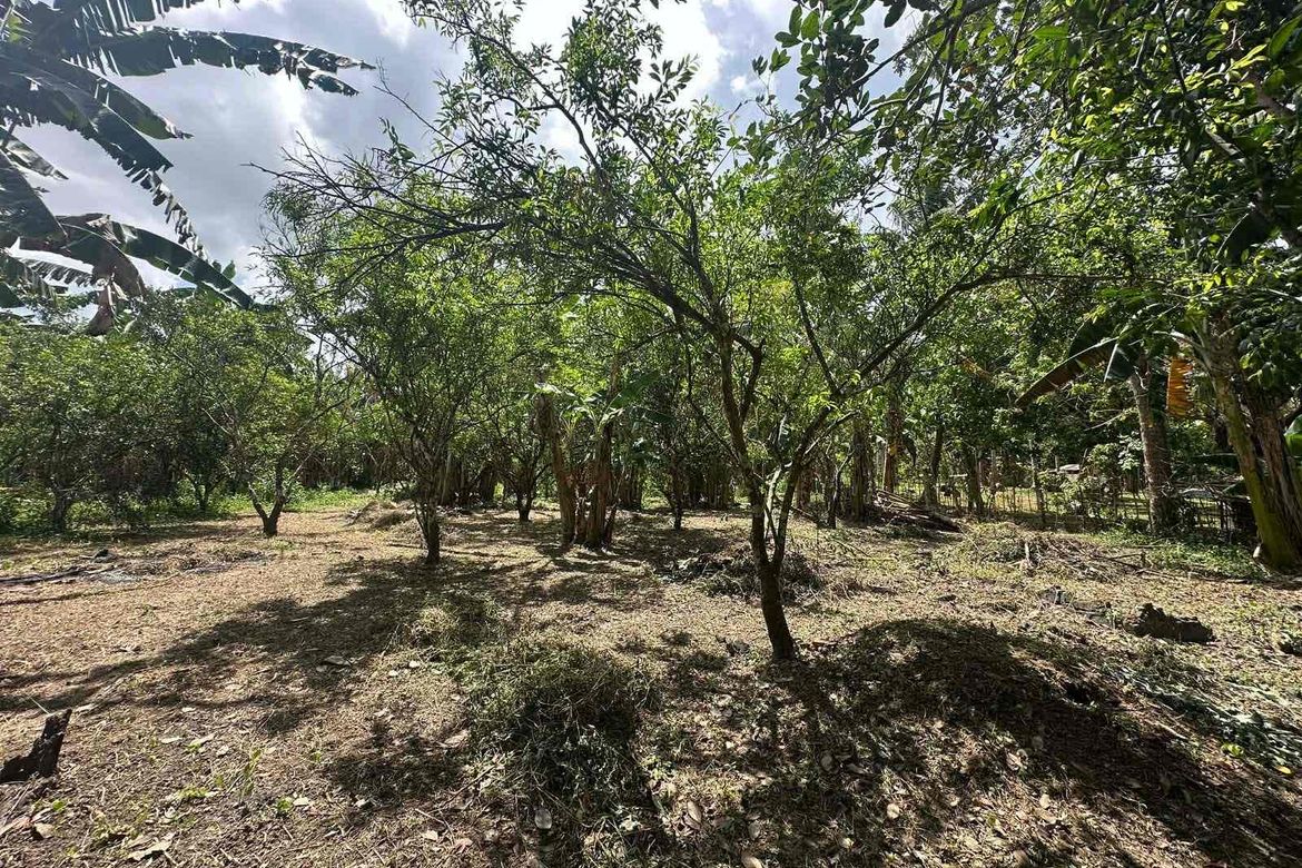 Land for Sale in Barangay I, Tiaong, Quezon – photo 3