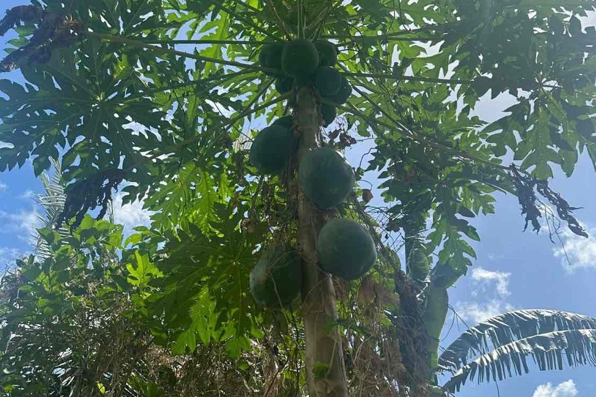 Land for Sale in Barangay I, Tiaong, Quezon – photo 4
