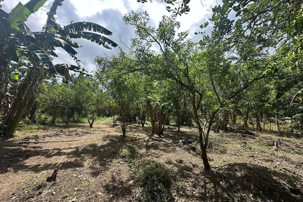 Land for Sale in Barangay I, Tiaong, Quezon – photo 7