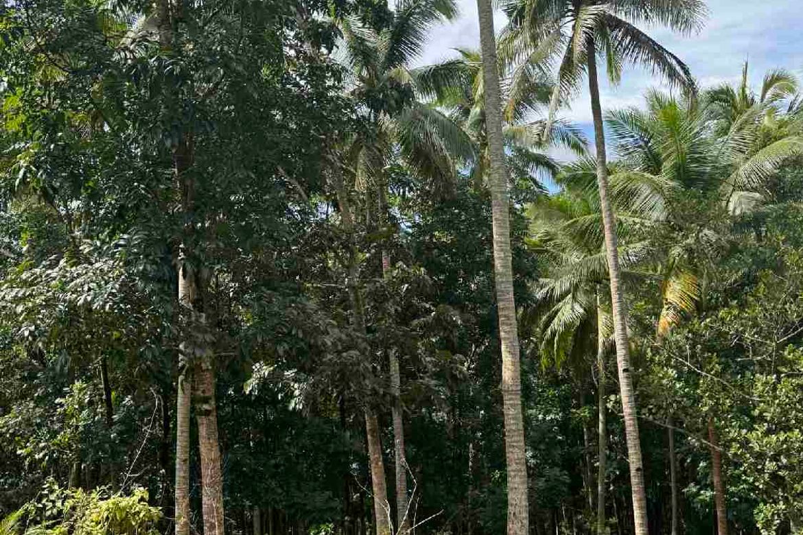 Land for Sale in Barangay II, Santa Maria, Laguna – photo 4