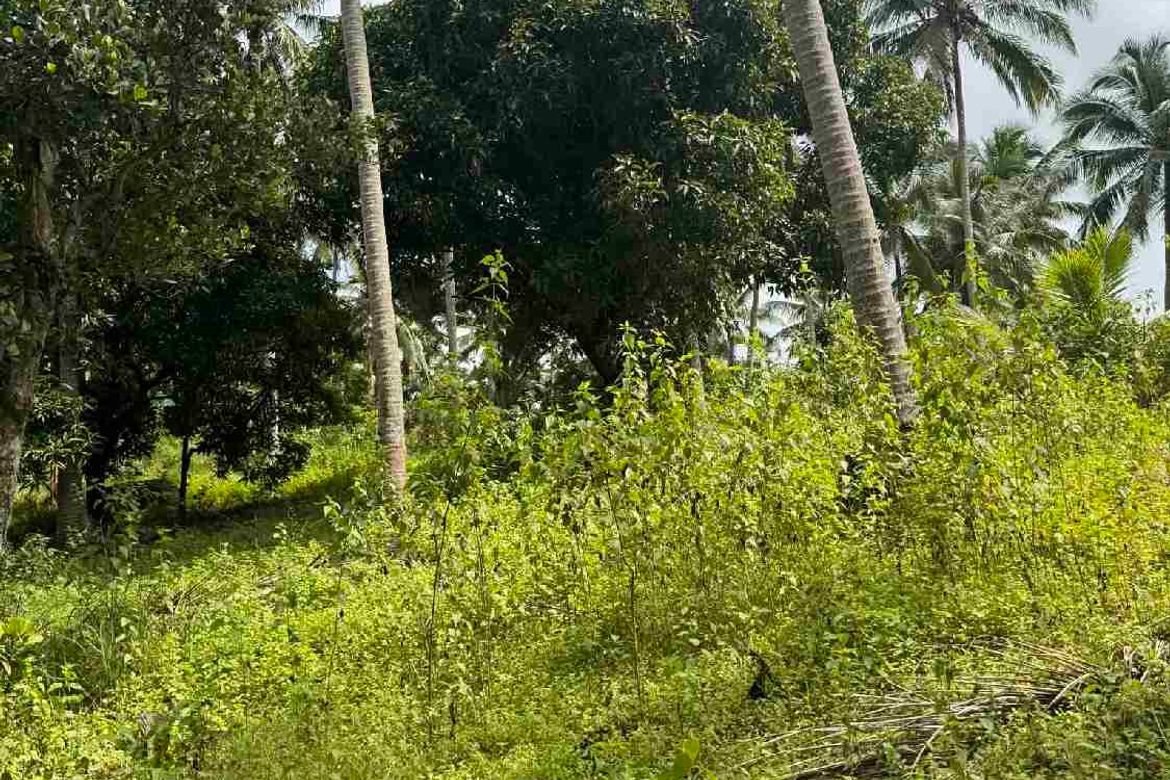 Land for Sale in Barangay II, Santa Maria, Laguna – photo 6