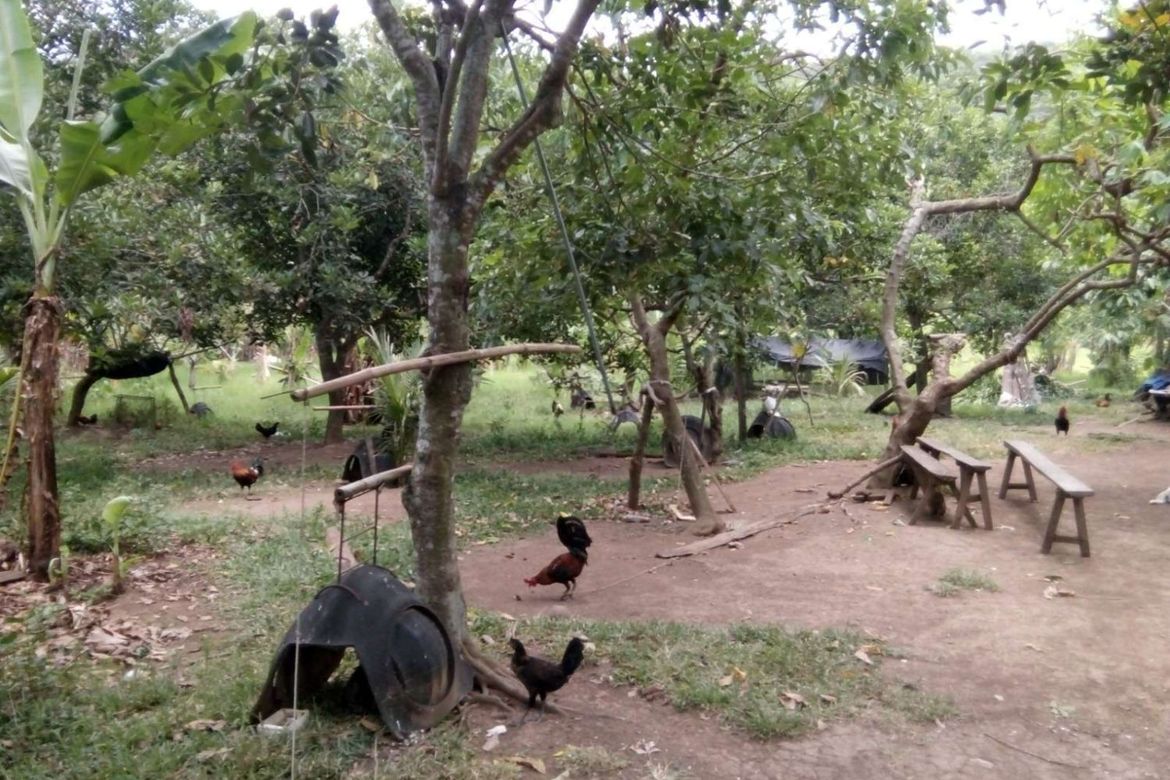Land for Sale in Barangay III, Alaminos, Laguna – photo 2