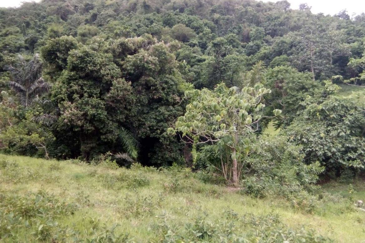 Land for Sale in Barangay III, Alaminos, Laguna – photo 3