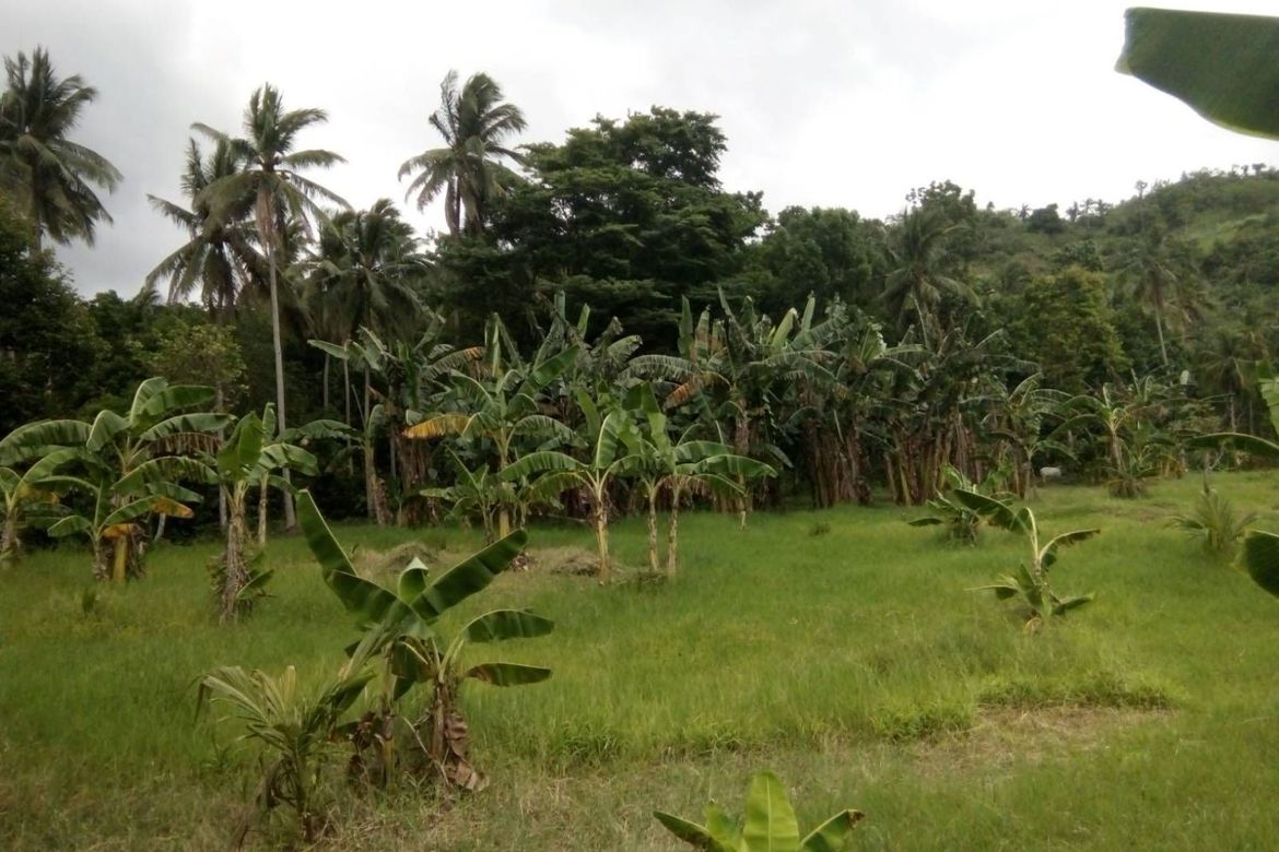 Land for Sale in Barangay III, Alaminos, Laguna – photo 4