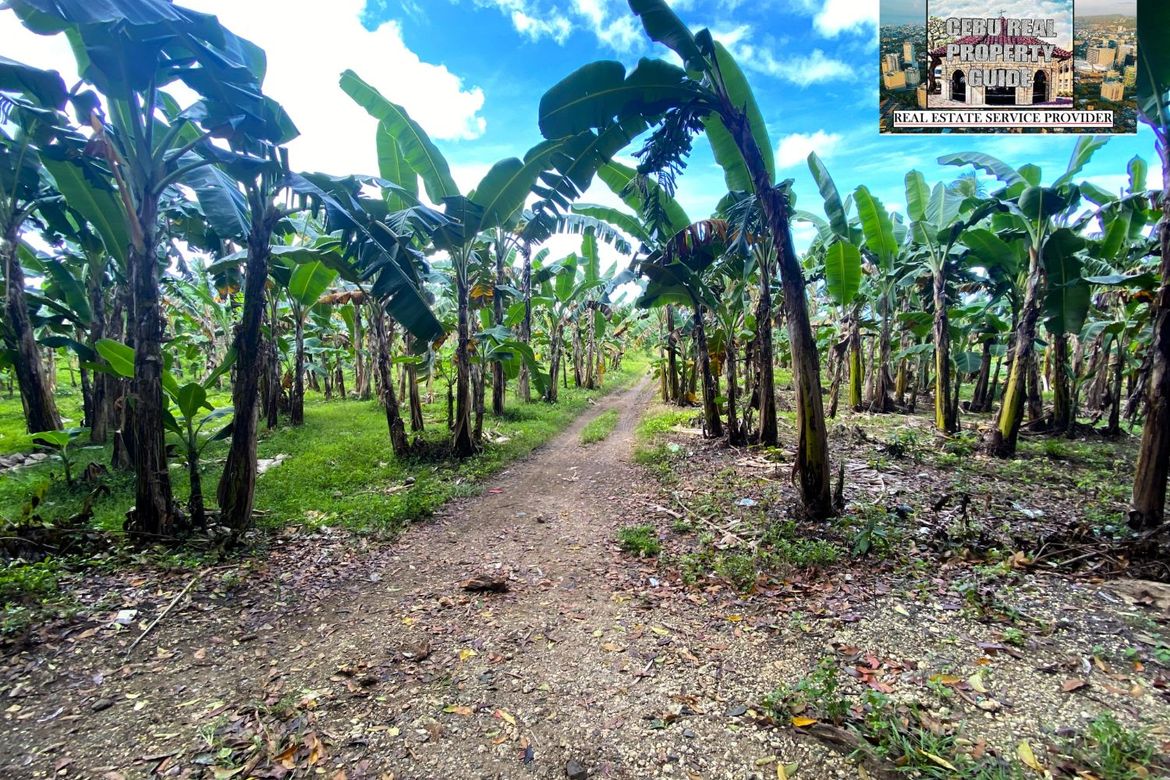 Land for Sale in Barangay III, Tuburan, Cebu – photo 6