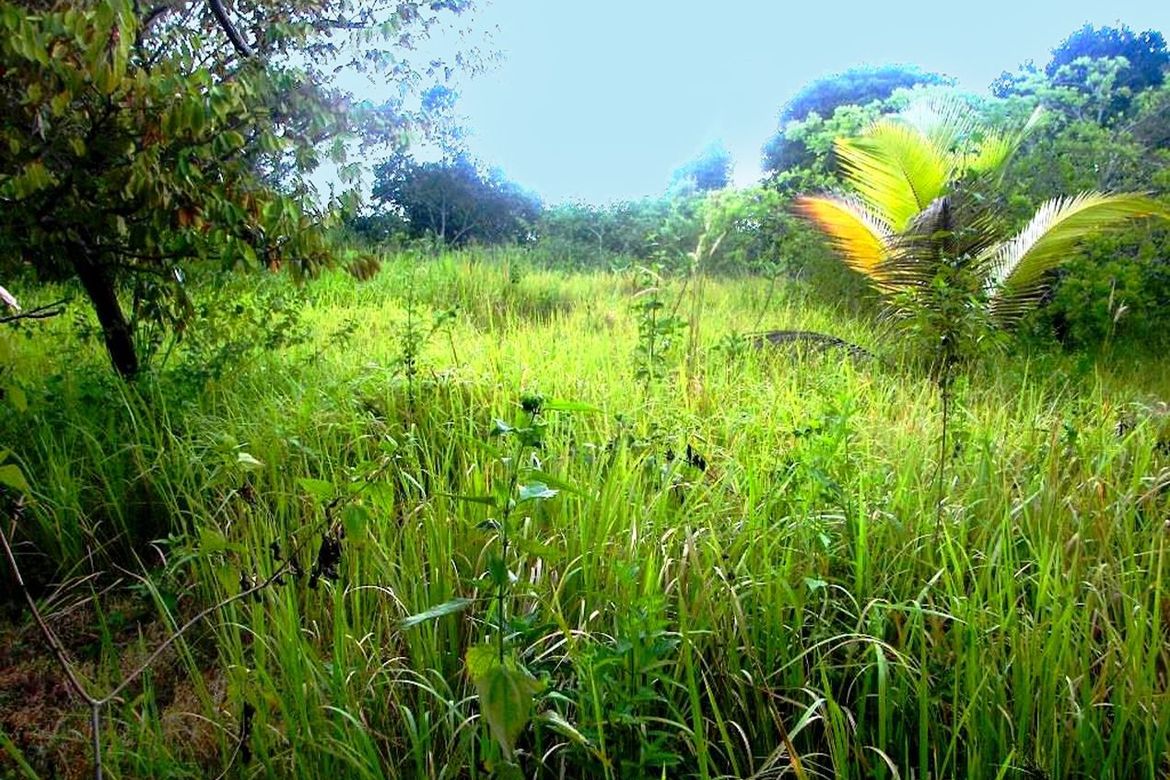 Land for Sale in Barangay Ng Mga Mangingisda, Puerto Princesa, Palawan – photo 3