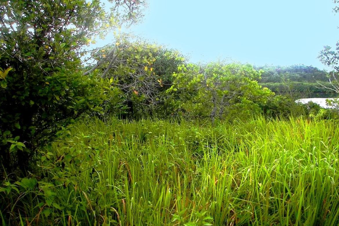 Land for Sale in Barangay Ng Mga Mangingisda, Puerto Princesa, Palawan – photo 4