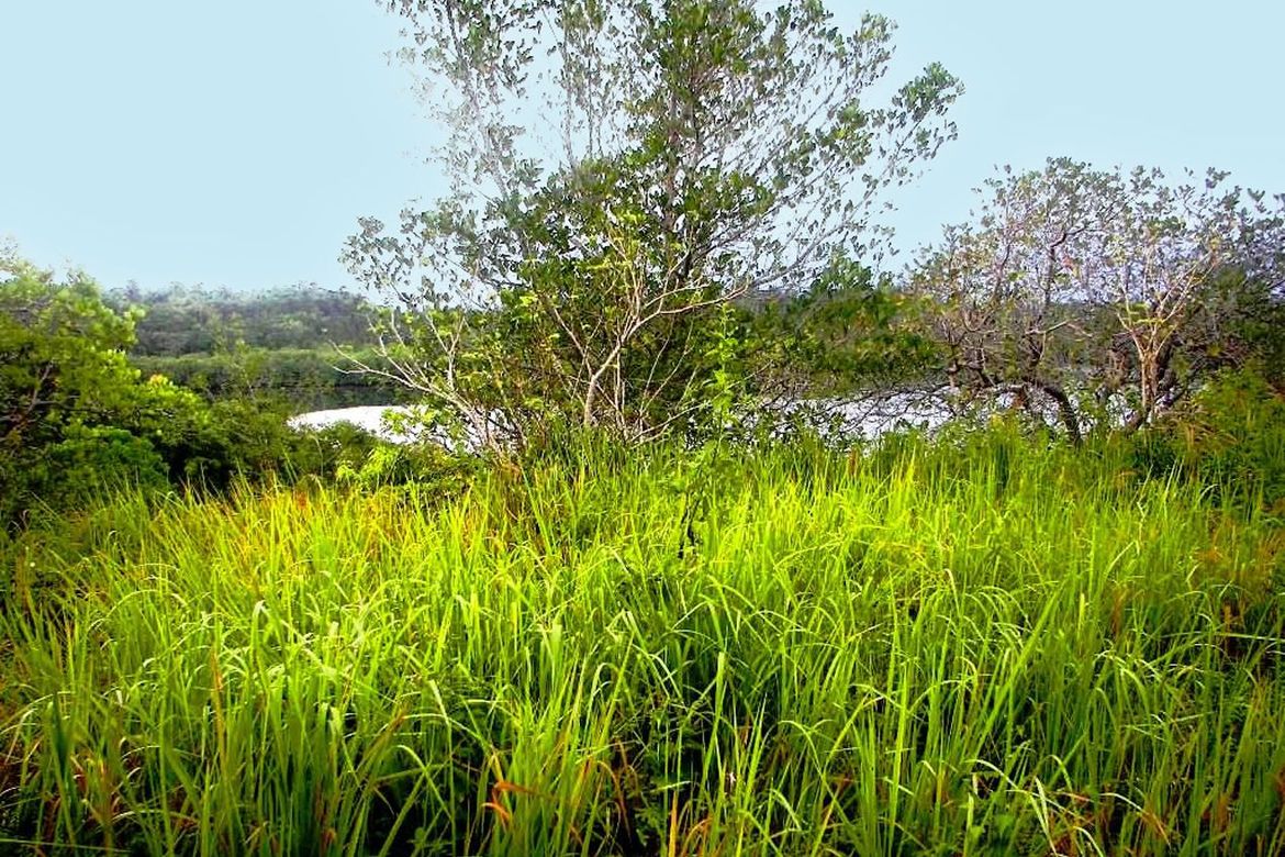 Land for Sale in Barangay Ng Mga Mangingisda, Puerto Princesa, Palawan – photo 5