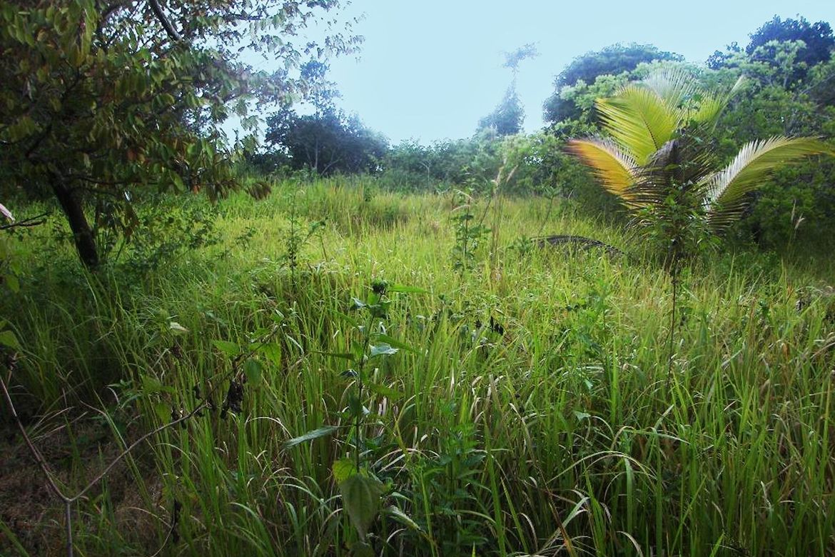 Land for Sale in Barangay Ng Mga Mangingisda, Puerto Princesa, Palawan – photo 7