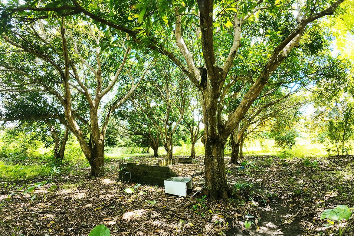 Land for Sale in Barangay Ng Mga Mangingisda, Puerto Princesa, Palawan – photo 6
