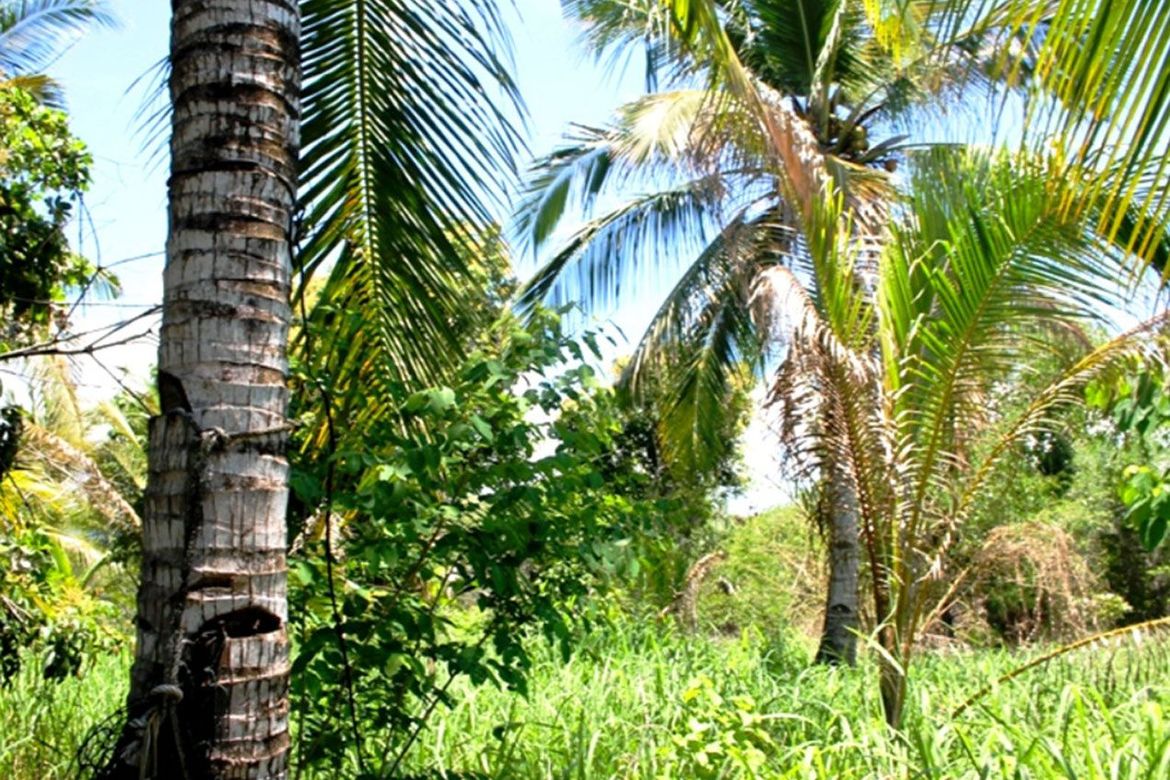 Land for Sale in Barangay Ng Mga Mangingisda, Puerto Princesa, Palawan – photo 7