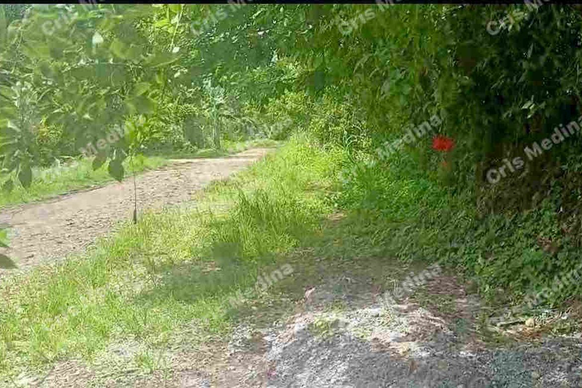Land for Sale in Barangay V, Amadeo, Cavite – photo 5