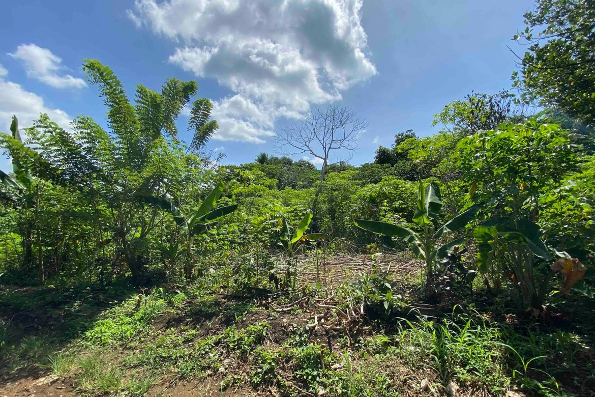 Land for Sale in Barangay XII, Amadeo, Cavite – photo 2