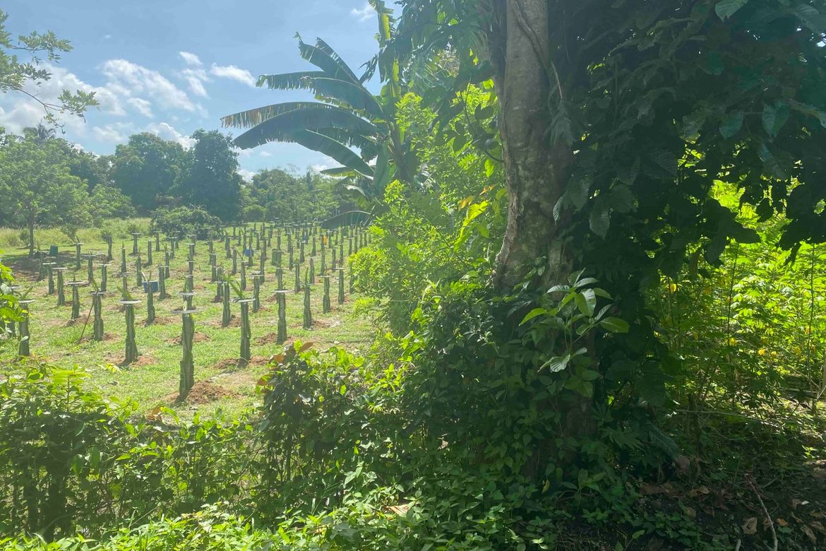 Land for Sale in Barangay XII, Amadeo, Cavite – photo 3
