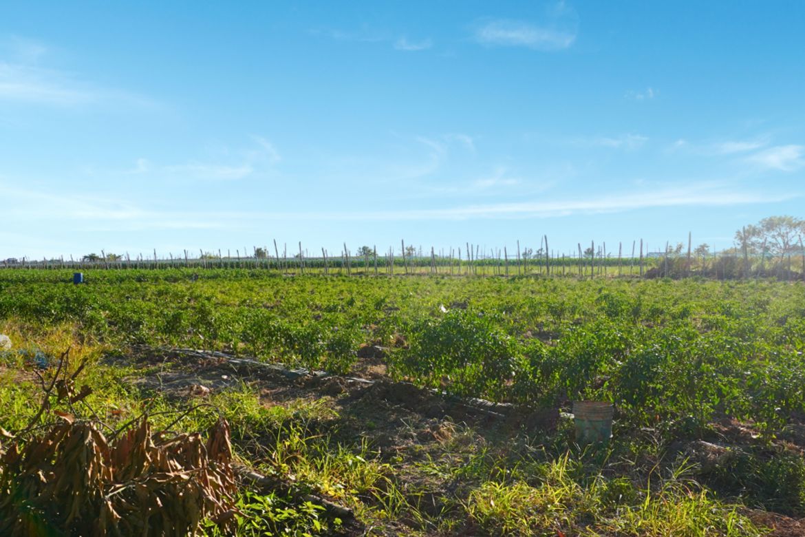 Land for Sale in Barraca, Villasis, Pangasinan – photo 2