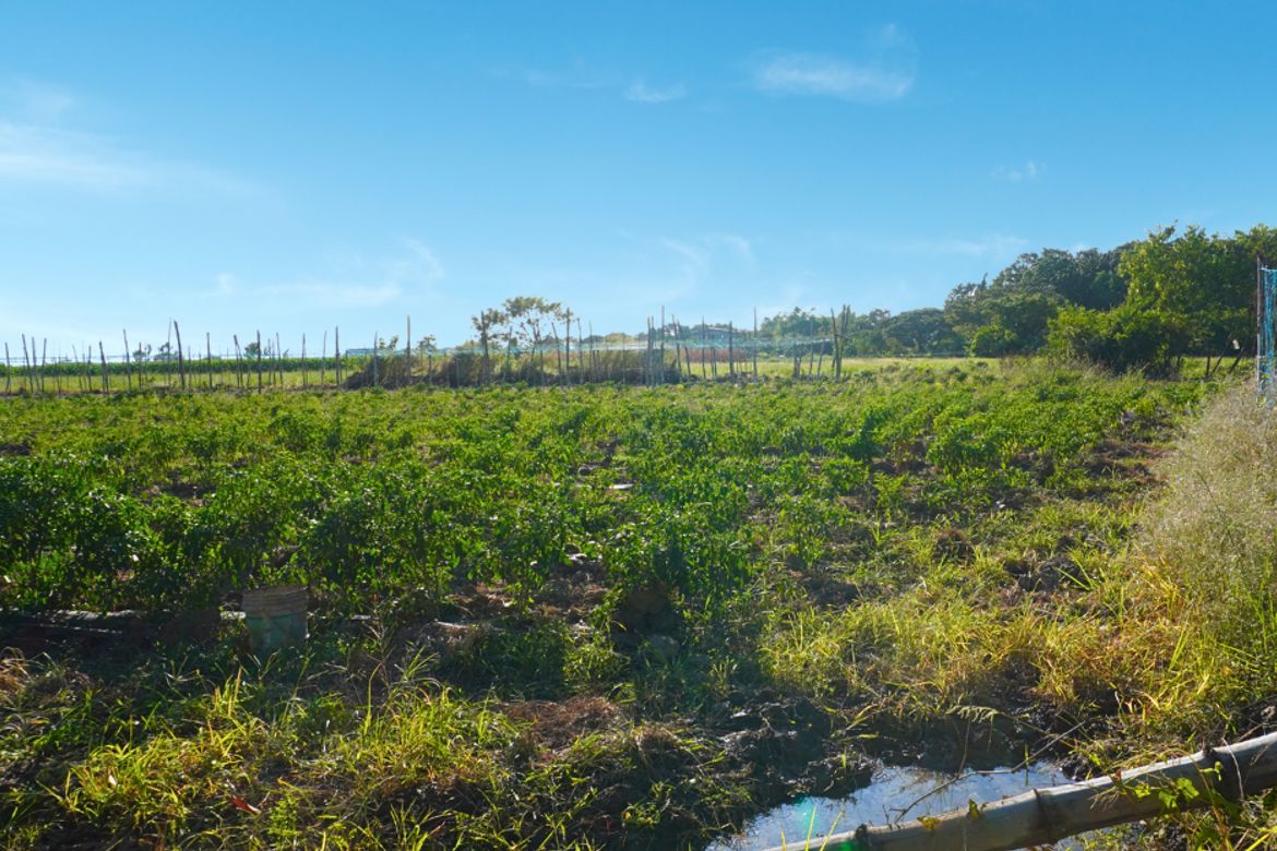 Land for Sale in Barraca, Villasis, Pangasinan – photo 3