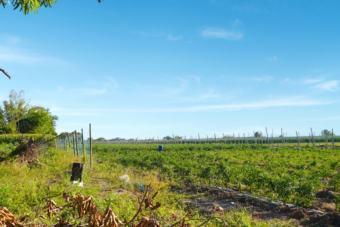 Land for Sale in Barraca, Villasis, Pangasinan – photo 4