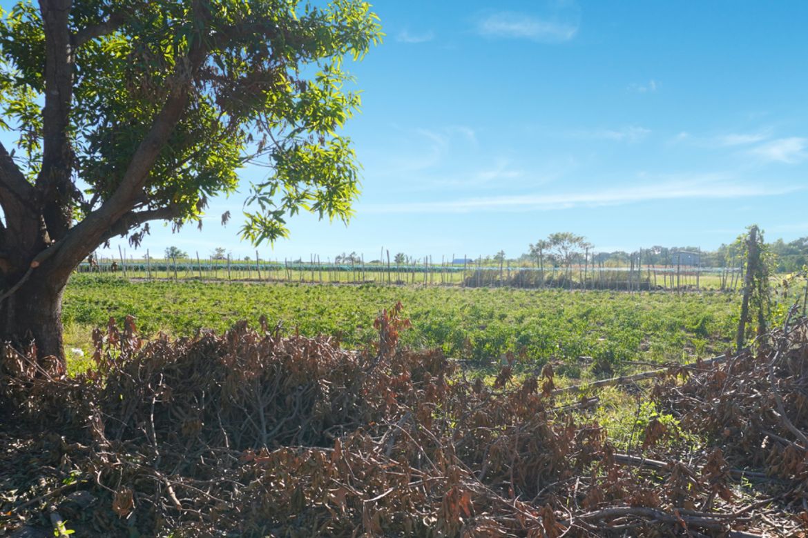 Land for Sale in Barraca, Villasis, Pangasinan – photo 5