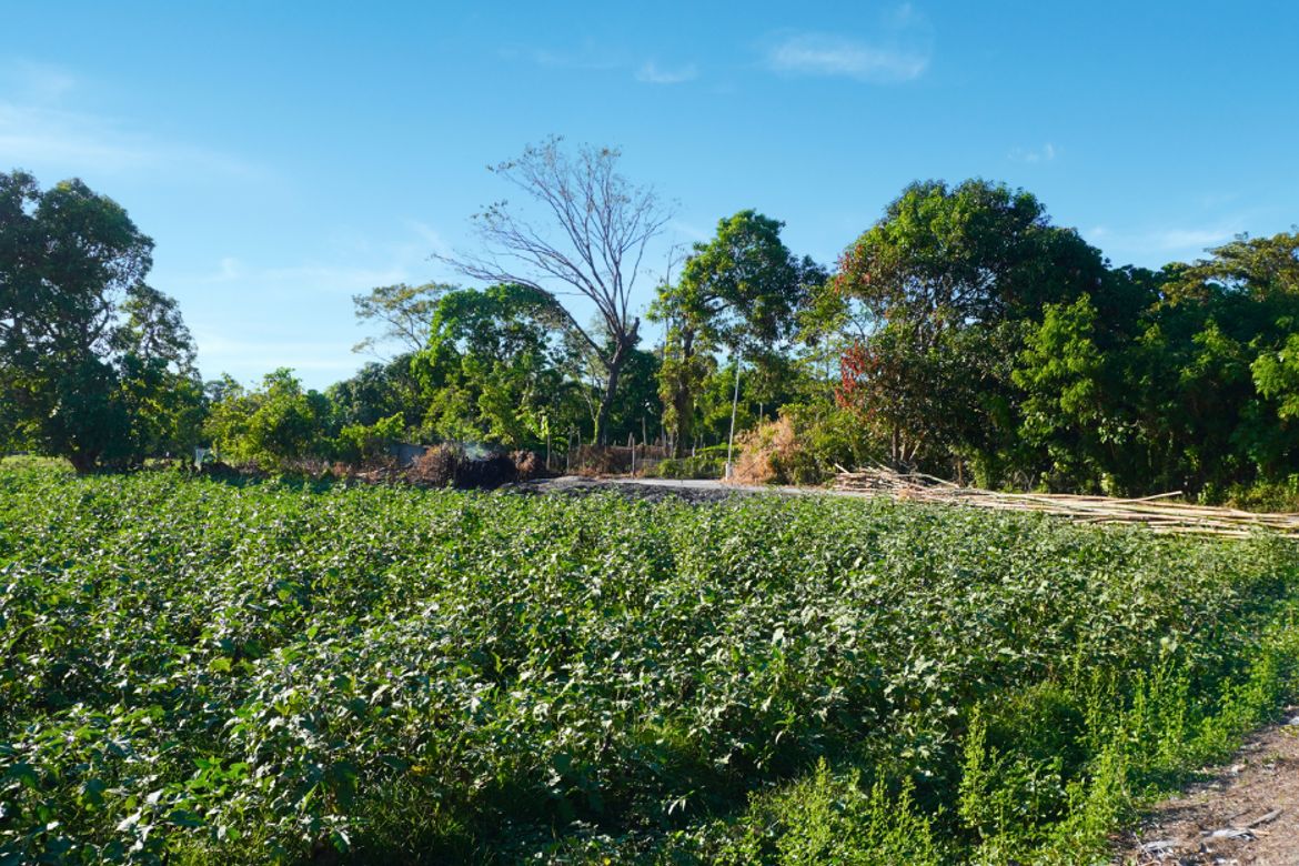 Land for Sale in Barraca, Villasis, Pangasinan – photo 7