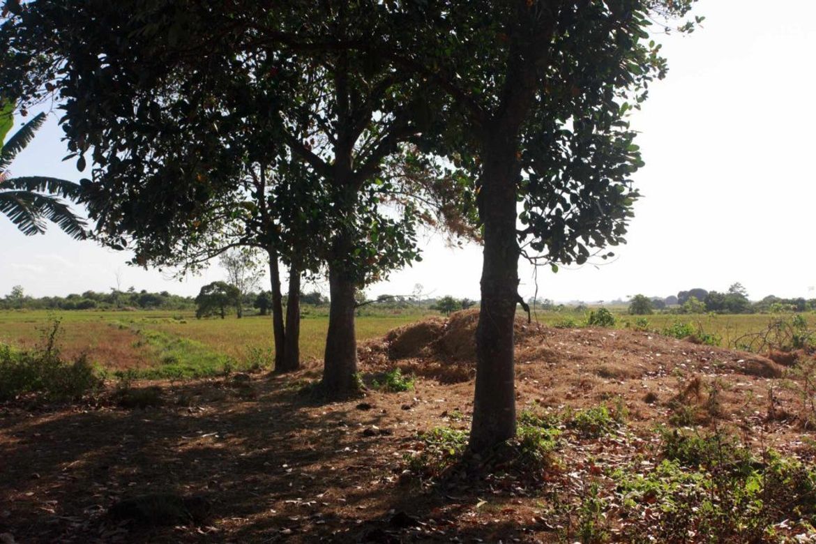 Land for Sale in Batang-Batang, Narra, Palawan – photo 4