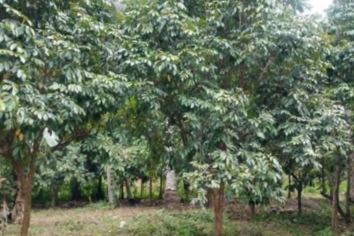 Land for Sale in Bato, Davao City, Davao del Sur