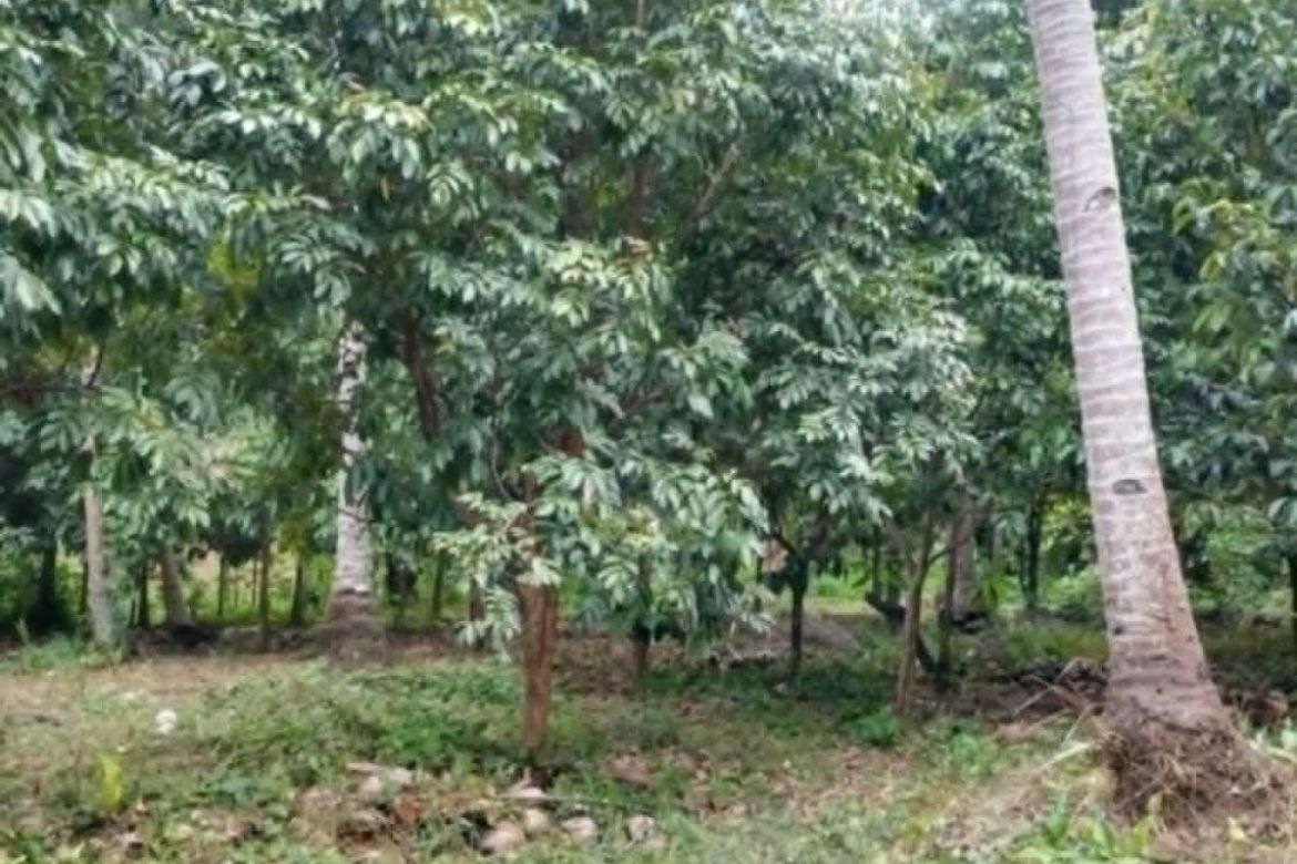 Land for Sale in Bato, Davao City, Davao del Sur – photo 2