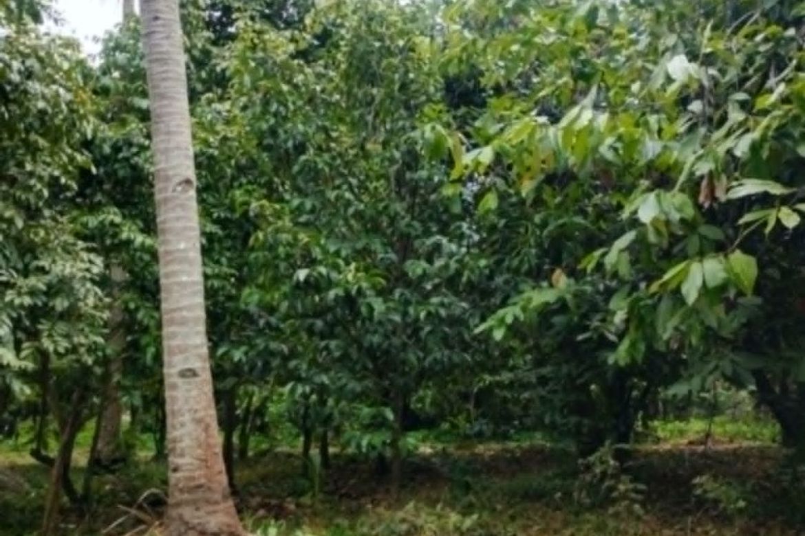 Land for Sale in Bato, Davao City, Davao del Sur – photo 3