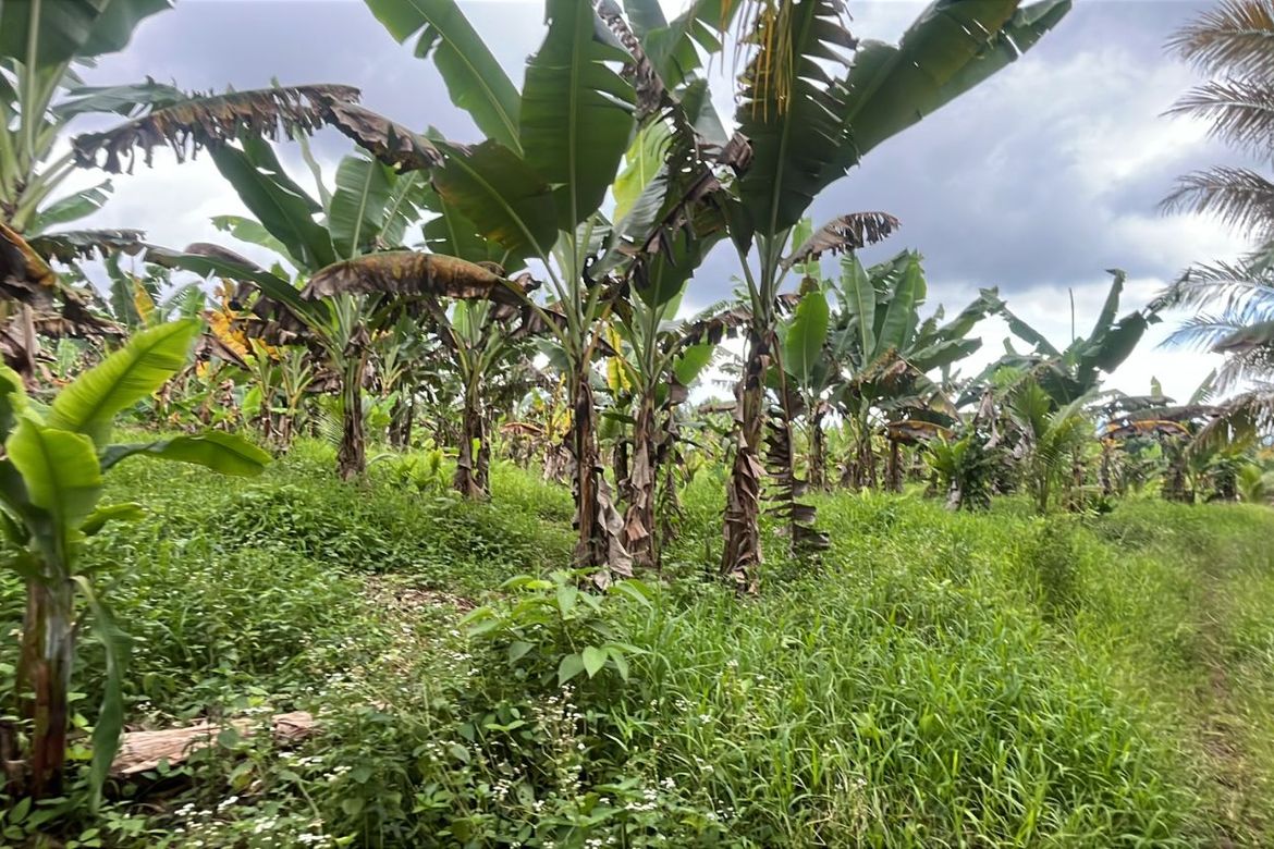 Land for Sale in Bayabas, Davao City, Davao del Sur – photo 6