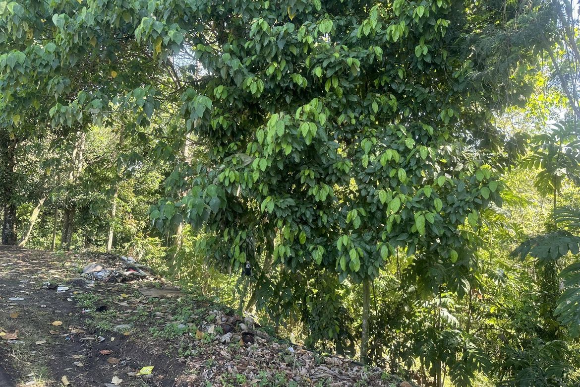 Land for Sale in Bayabas, Davao City, Davao del Sur – photo 2